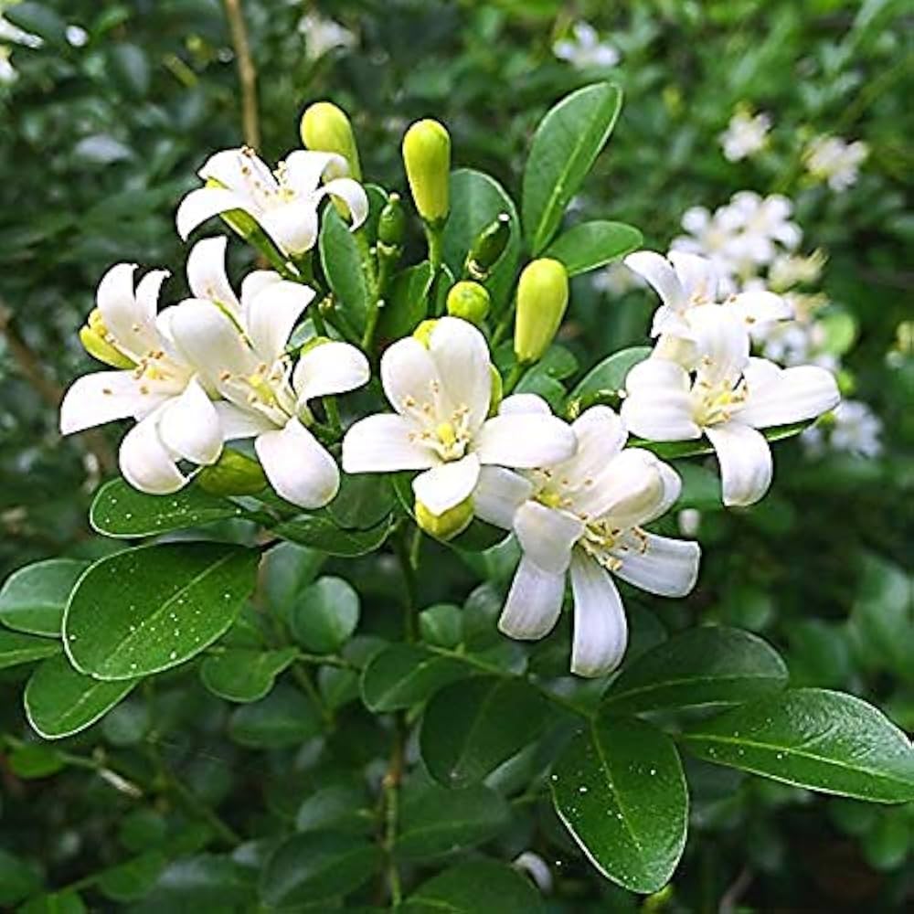 White Murraya Flower seeds for Planting Hardy Variety, Heirloom & GMO Free Seeds for Home Garden vegetable and garden seeds
