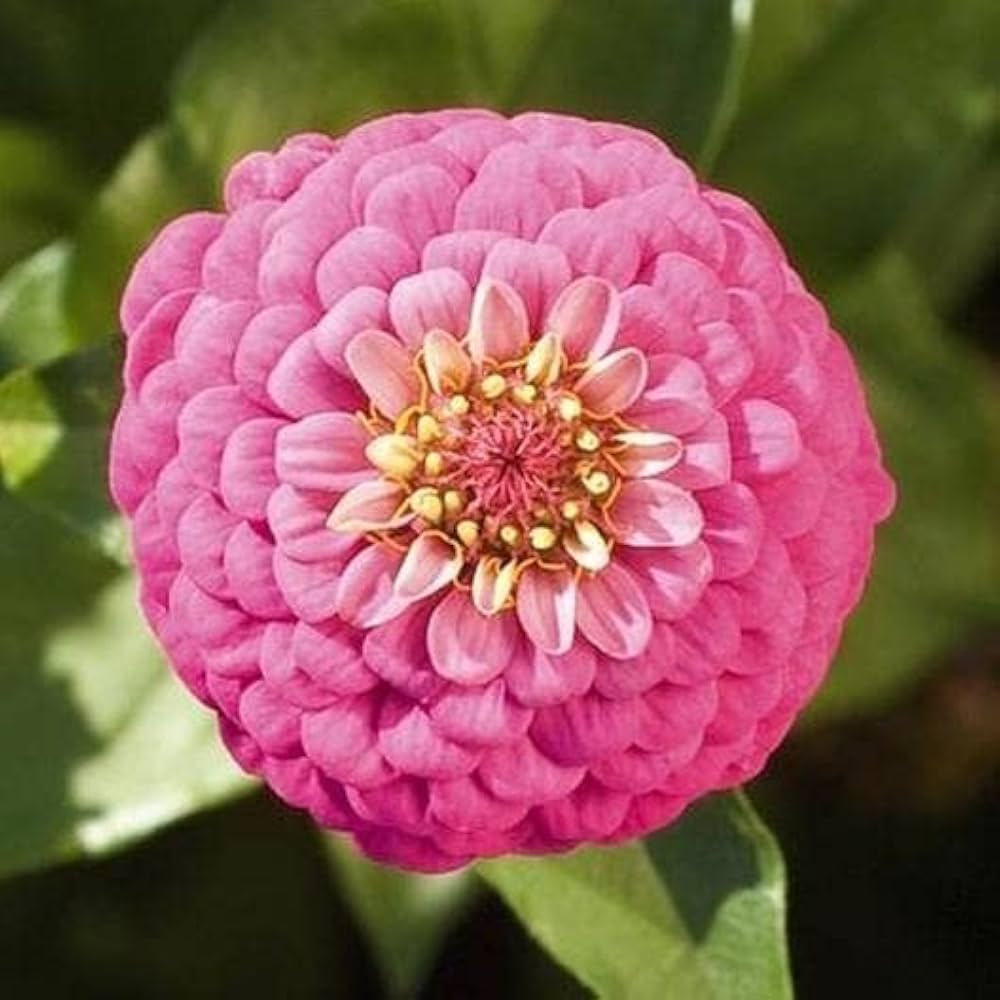 Premium Elegans Flower seeds for Planting Low Maintenance, Heirloom & GMO Free Seeds for Home Garden seeds