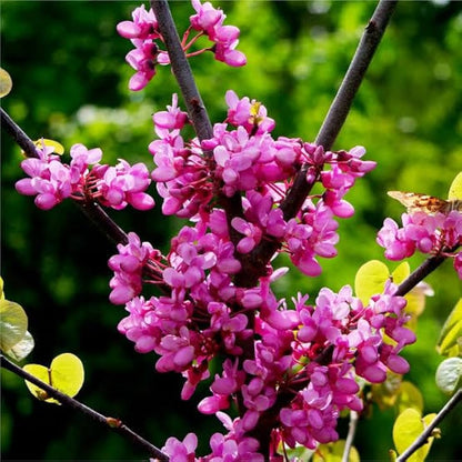 Redbud Flower seeds for Planting Fragrant Blossoms Heirloom & GMO Free Seeds for Home Garden