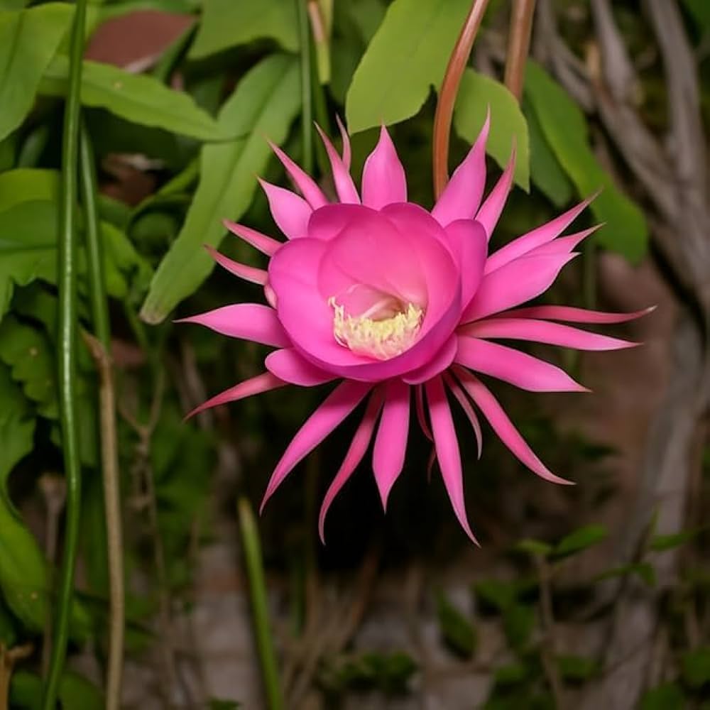 Pink Epiphyllum Flower seeds for Planting Drought Tolerant, Heirloom & GMO Free Seeds for Home Garden Sale seeds for planting