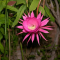 Pink Epiphyllum Flower seeds for Planting Drought Tolerant, Heirloom & GMO Free Seeds for Home Garden Sale seeds for planting