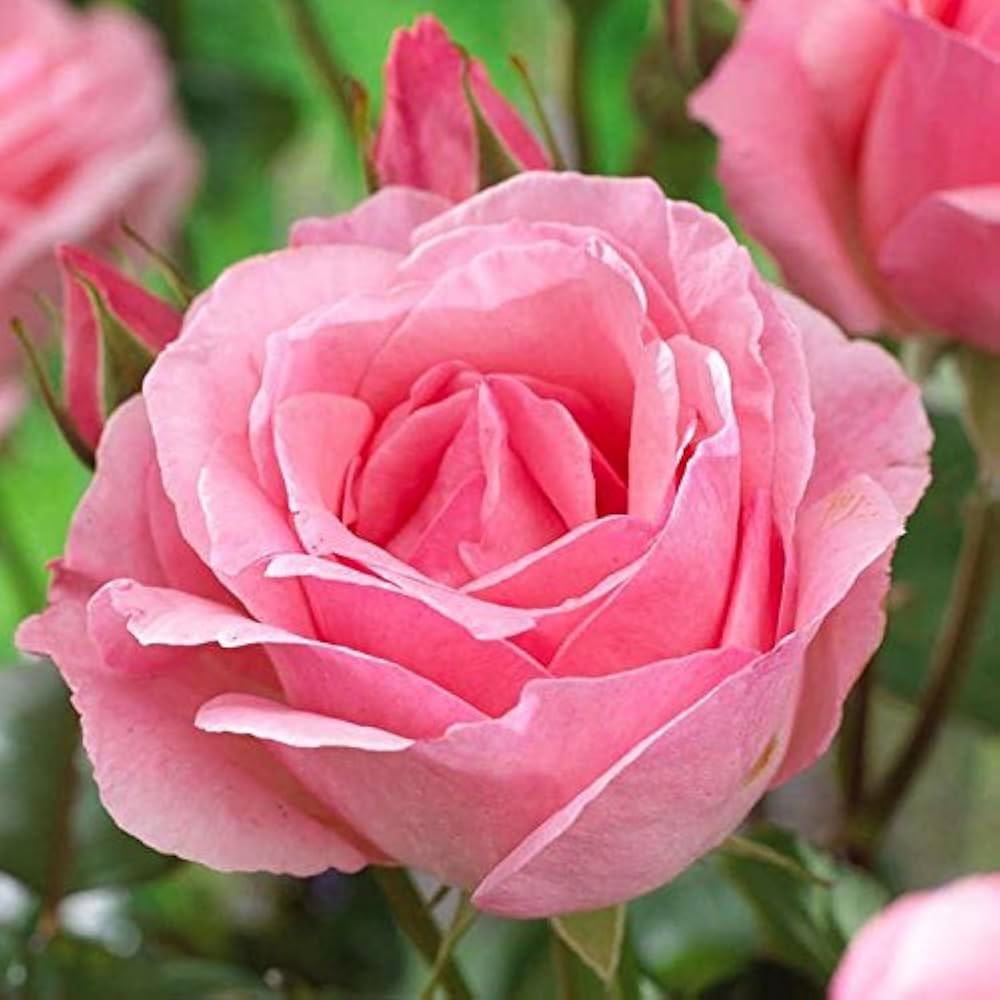 Rose Queen Elizabeth Flower seeds for Planting - Vibrant Colors, Heirloom & GMO Free Seeds for Home Garden