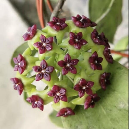 Sea (Sea Green) seeds for planting in home garden