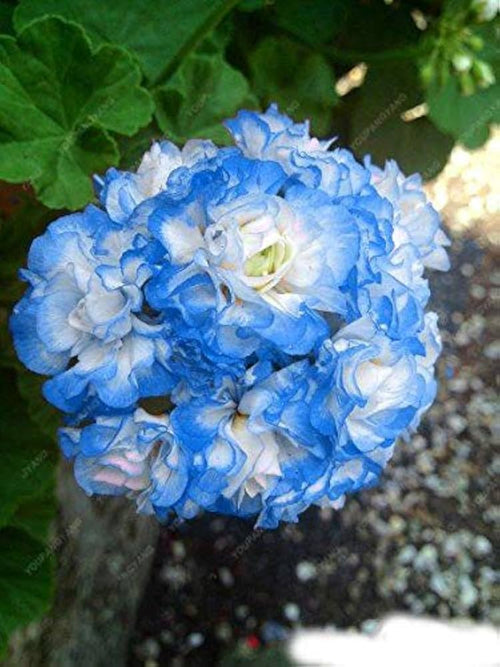 Premium Blue White Pelargonium Flower seeds for Planting Pollinator Friendly, Heirloom & GMO Free Seeds for Home Garden seeds