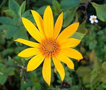 Yellow Diversifolia Flower seeds for Planting Drought Tolerant, Heirloom & GMO Free Seeds for Home Garden seeds for planting