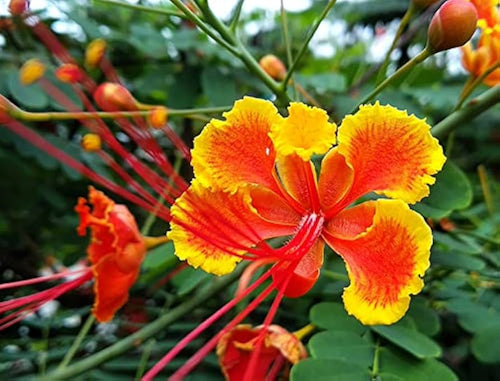 Premium Caesalpinia Flower seeds for Planting Colorful Display Heirloom & GMO Free Seeds for Home Garden seeds