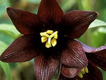 High quality Chocolate Lilly Flower seeds for Planting Easy to Grow, Heirloom & GMO Free Seeds for Home Garden seeds pack