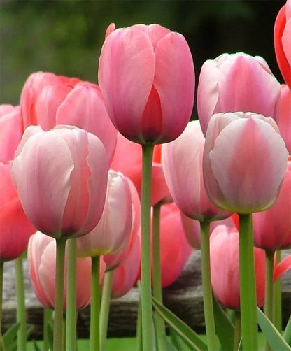 Heirloom Tulip Flower seeds for Planting Garden Favorite Heirloom & GMO Free Seeds for Home Garden