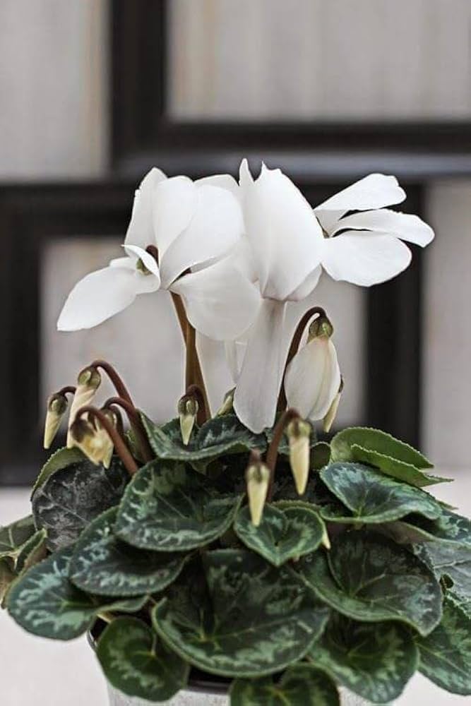 Premium Green White Cyclamen Flower seeds for Planting Low Maintenance, Heirloom & GMO Free Seeds for Home Garden seeds