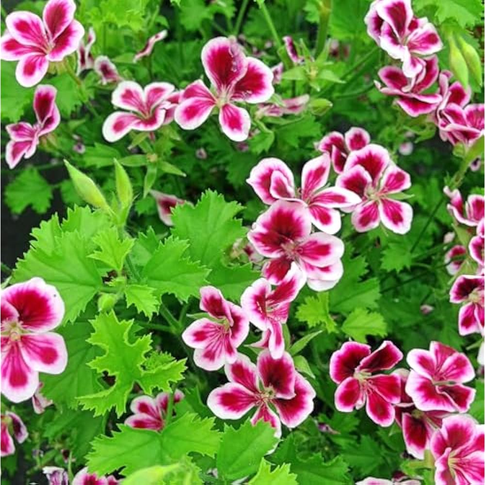 Citronella Flower seeds for Planting - Bright Blooms, Heirloom & GMO Free Seeds for Home Garden