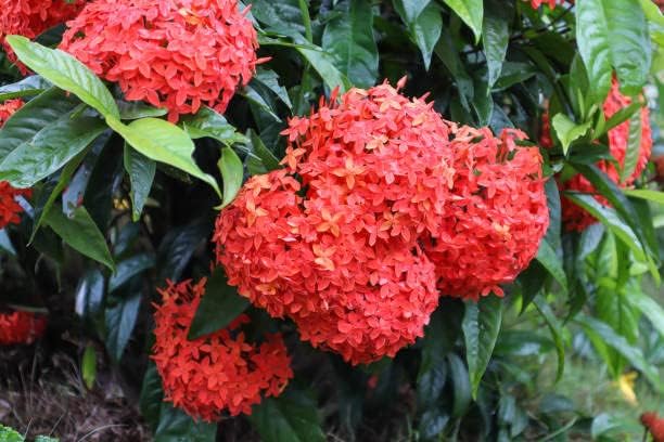 High quality Ixora Flower seeds for Planting Fragrant Blossoms, Heirloom & GMO Free Seeds for Home Garden seeds pack