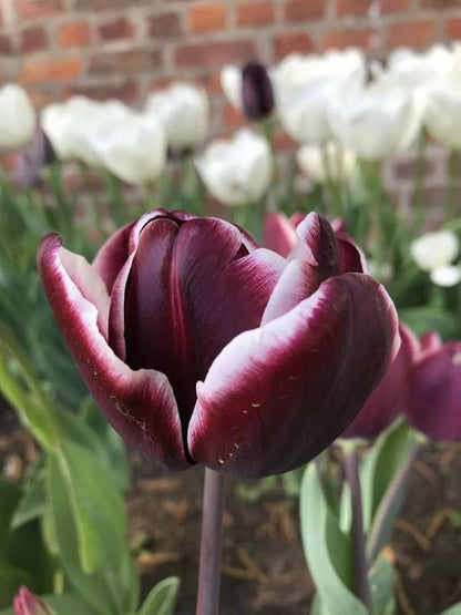 Jackpot Tulip Bulbs Flower seeds for Planting Cottage Garden Essential Heirloom & GMO Free Seeds for Home Garden