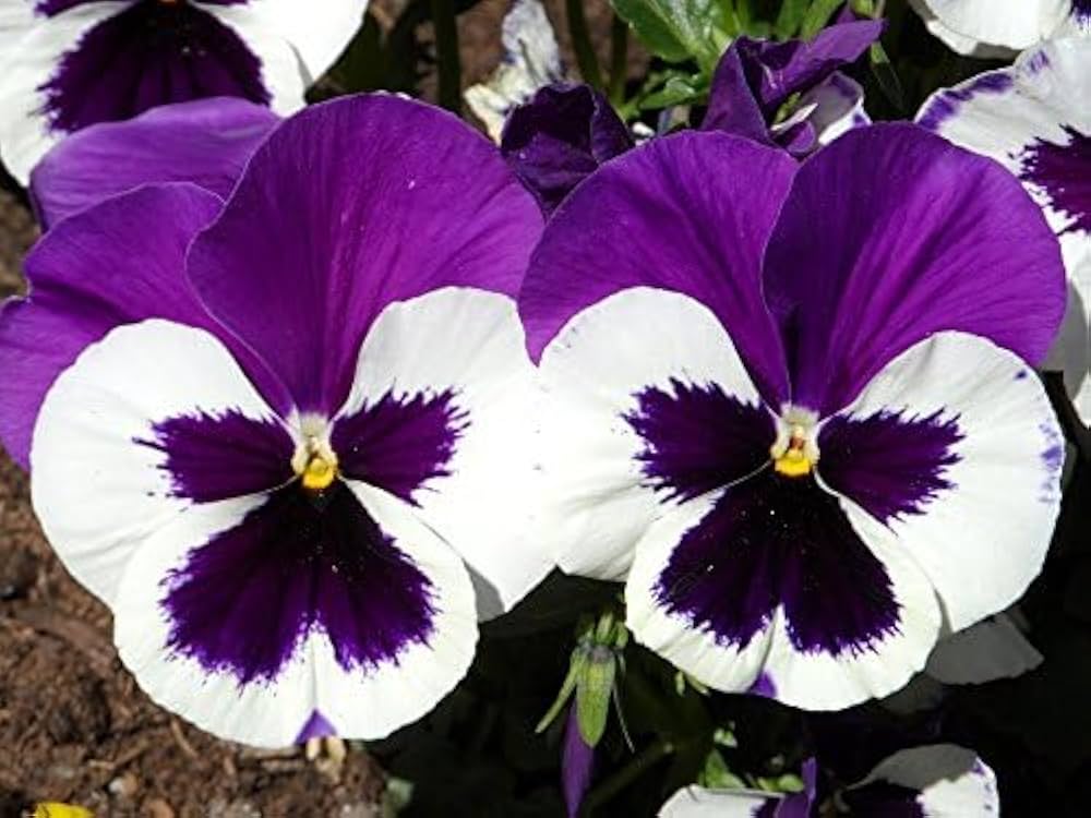 High quality White & Black Pansy Flower seeds for Planting Perfect for Borders, Heirloom & GMO Free Seeds for Home Garden seeds pack