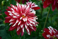 Deep Red White Chrysanthemum Flower seeds for Planting Compact Growth, Heirloom & GMO Free Seeds for Home Garden seeds for planting