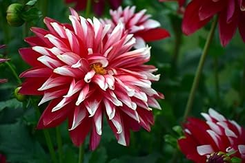Deep Red White Chrysanthemum Flower seeds for Planting Compact Growth, Heirloom & GMO Free Seeds for Home Garden seeds for planting