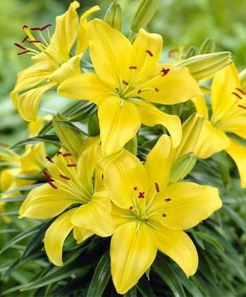 Heirloom Hippeastrum Flower seeds for Planting Vibrant Colors Heirloom & GMO Free Seeds for Home Garden