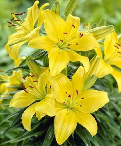 Heirloom Hippeastrum Flower seeds for Planting Vibrant Colors Heirloom & GMO Free Seeds for Home Garden