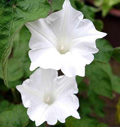 Giant Moon Flower seeds for Planting - Shade Tolerant, Heirloom & GMO Free Seeds for Home Garden