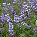 Purple Arroyo Lupine Flower seeds for Planting Premium Quality, Heirloom & GMO Free Seeds for Home Garden seeds for planting