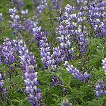Purple Arroyo Lupine Flower seeds for Planting Premium Quality, Heirloom & GMO Free Seeds for Home Garden seeds for planting
