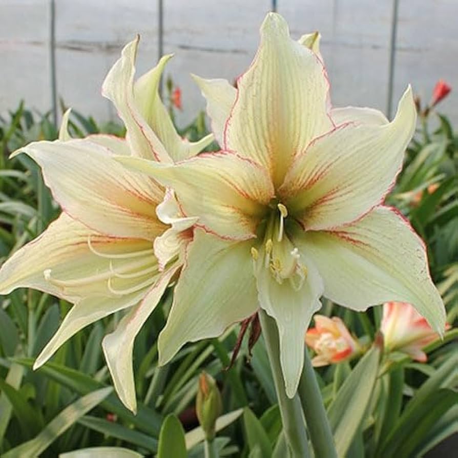 Hippeastrum Rutilum Flower seeds for Planting Easy to Grow, Heirloom & GMO Free Seeds for Home Garden seeds for planting