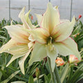 Hippeastrum Rutilum Flower seeds for Planting Easy to Grow, Heirloom & GMO Free Seeds for Home Garden seeds for planting