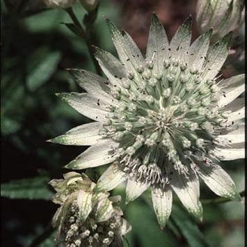 Green White Astrantia Flower seeds for Planting Low Maintenance, Heirloom & GMO Free Seeds for Home Garden seeds for planting
