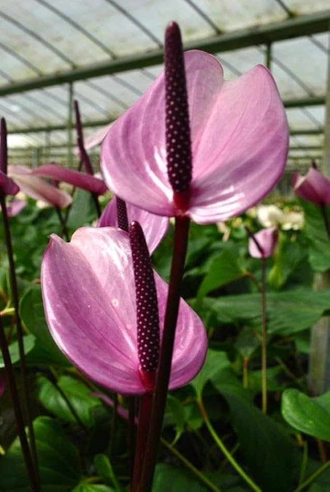 Premium Lavender Anthurium Flower seeds for Planting Wildflower Mix, Heirloom & GMO Free Seeds for Home Garden seeds