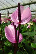 Purple Anthurium Flower seeds for Planting Drought Tolerant, Heirloom & GMO Free Seeds for Home Garden seeds for planting