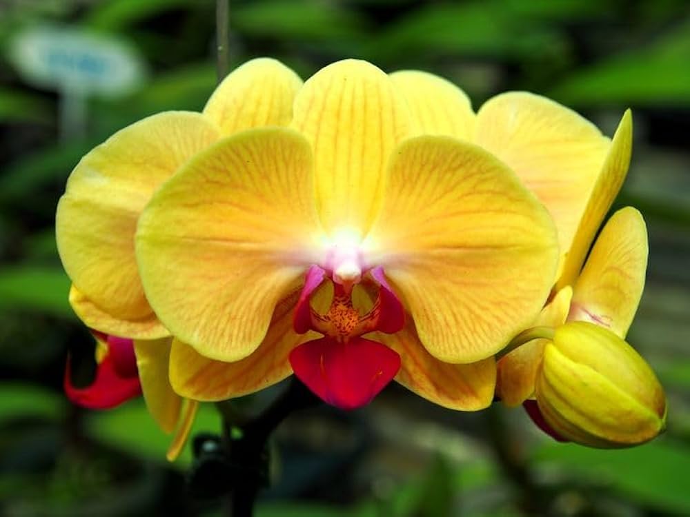 Light Yellow Dendrobium Flower seeds for Planting Shade Tolerant, Heirloom & GMO Free Seeds for Home Garden vegetable and garden seeds