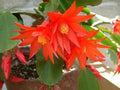 Deep Red Schlumbergera Flower seeds for Planting Premium Quality, Heirloom & GMO Free Seeds for Home Garden seeds for planting
