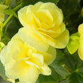 Light Yellow Begonia Flower seeds for Planting Drought Tolerant, Heirloom & GMO Free Seeds for Home Garden seeds for planting