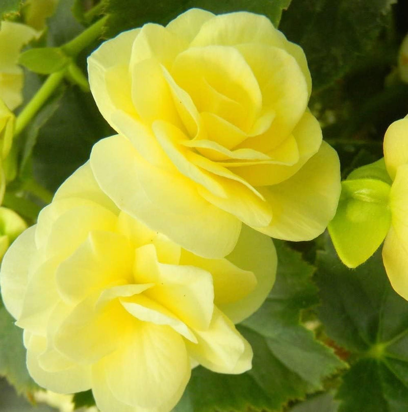 Light Yellow Begonia Flower seeds for Planting Drought Tolerant, Heirloom & GMO Free Seeds for Home Garden seeds for planting