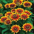 Orange Rudbeckia Flower seeds for Planting Easy to Grow, Heirloom & GMO Free Seeds for Home Garden seeds for planting