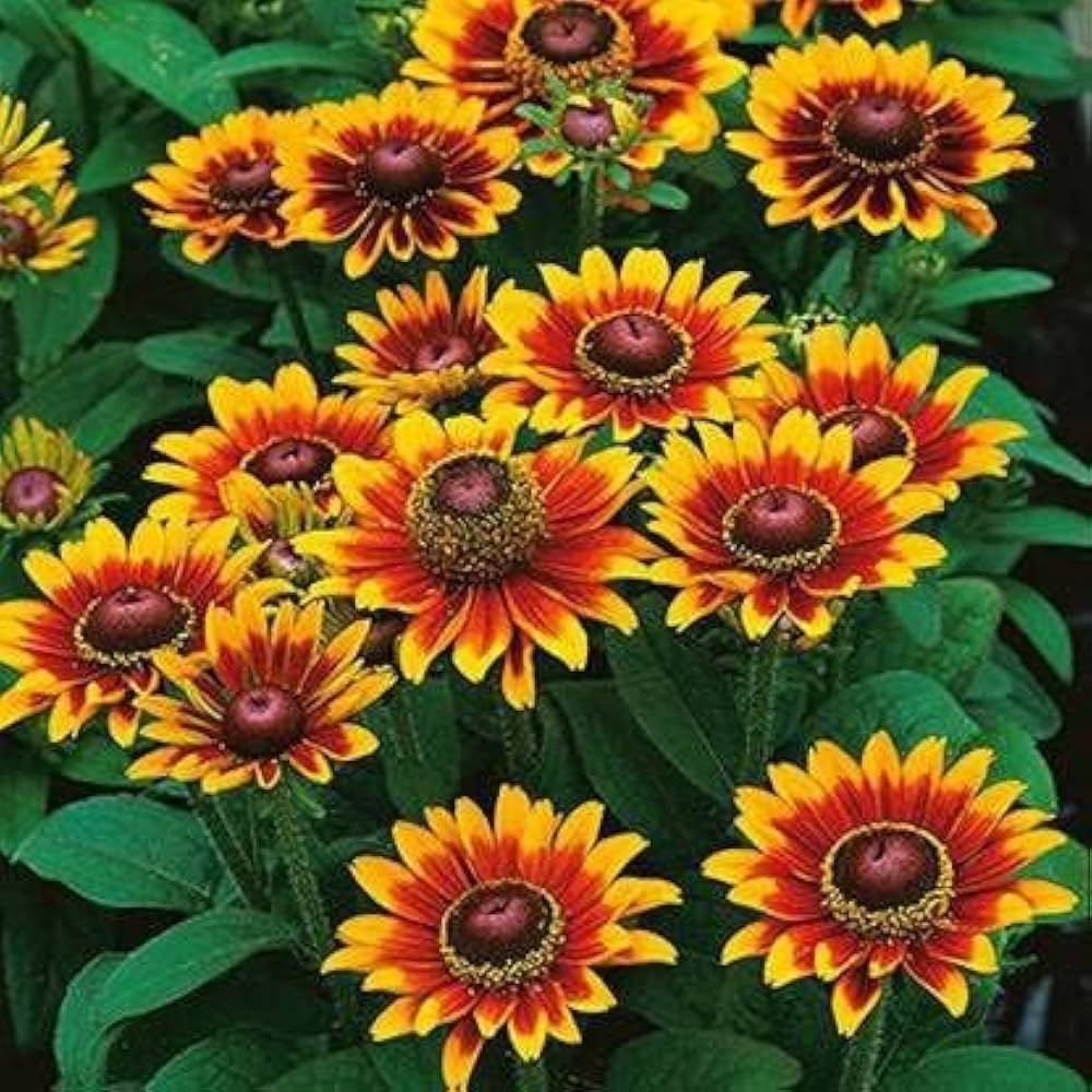 Orange Rudbeckia Flower seeds for Planting Easy to Grow, Heirloom & GMO Free Seeds for Home Garden seeds for planting
