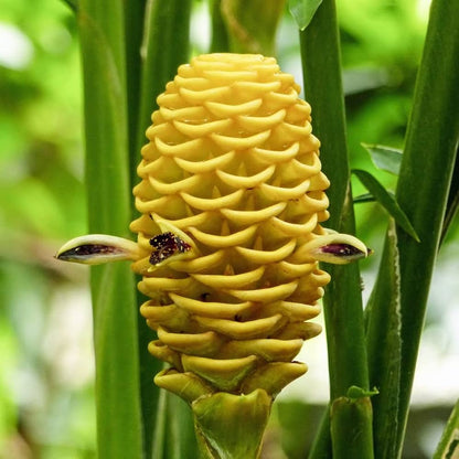 Beehive Ginger Flower seeds for Planting Cut Flower Favorite Heirloom & GMO Free Seeds for Home Garden 
 
 Sale