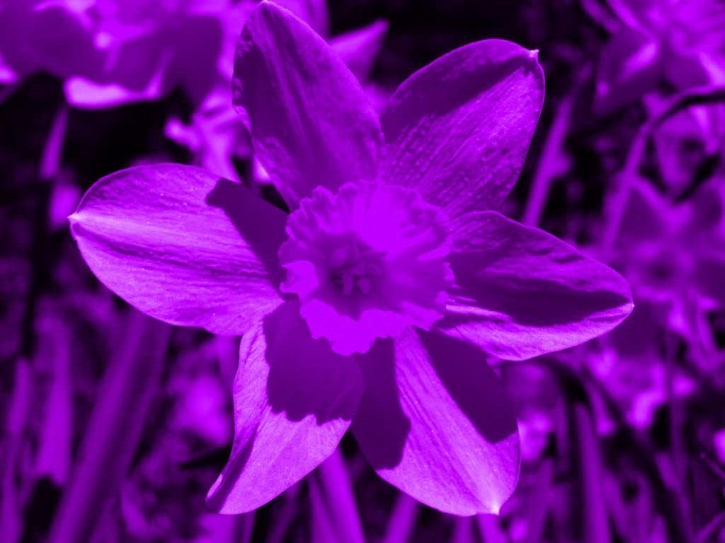 Narcissus Tazetta Flower seeds for Planting Vibrant Colors, Heirloom & GMO Free Seeds for Home Garden seeds for planting