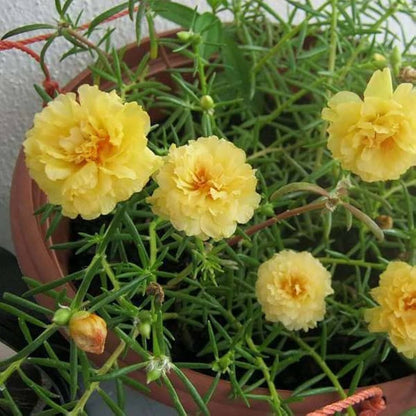 Portulaca Grandiflora Flower Flower seeds for Planting Wildflower Mix Heirloom & GMO Free Seeds for Home Garden