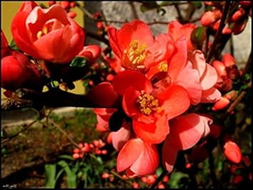 Premium Orange Quince Flower seeds for Planting Premium Quality, Heirloom & GMO Free Seeds for Home Garden seeds