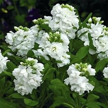 White Scented Stock Flower seeds for Planting Shade Tolerant, Heirloom & GMO Free Seeds for Home Garden seeds for planting