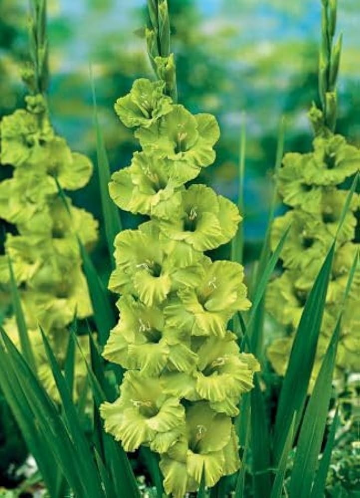 Premium Gladiolus Light Green Flower seeds for Planting Vibrant Colors, Heirloom & GMO Free Seeds for Home Garden seeds