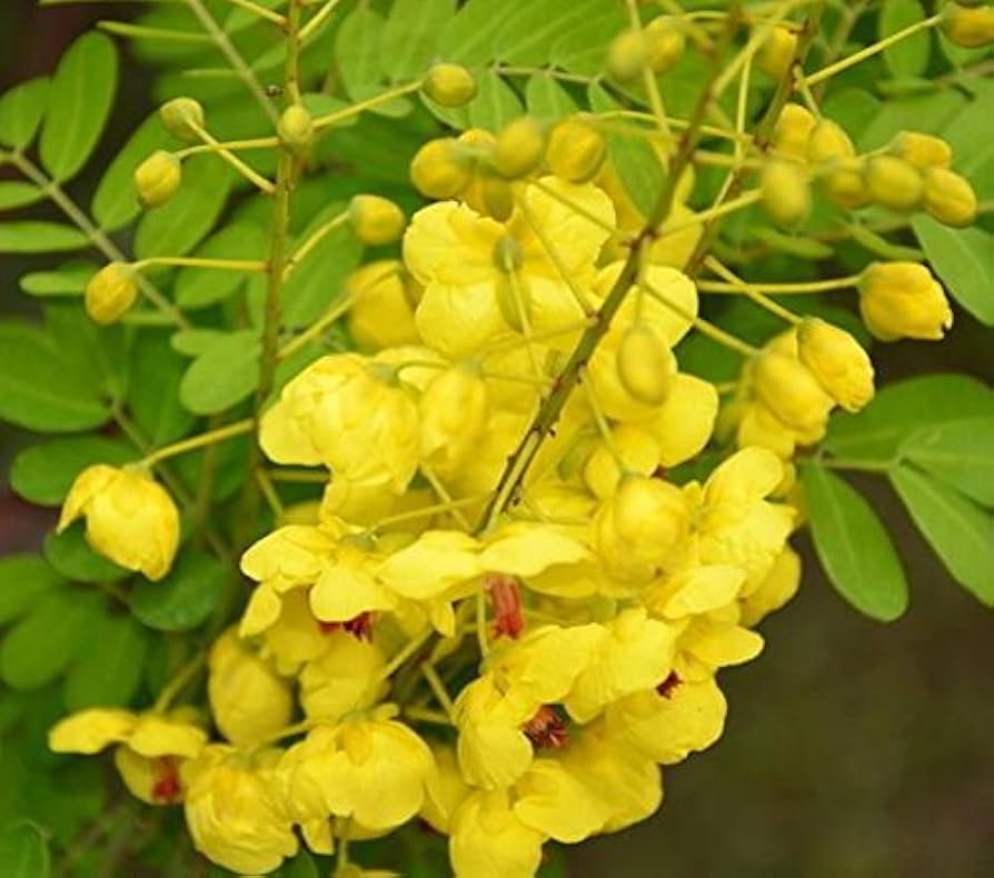 Heirloom Cassia Flower seeds for Planting Shade Tolerant Heirloom & GMO Free Seeds for Home Garden