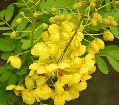 Heirloom Cassia Flower seeds for Planting Shade Tolerant Heirloom & GMO Free Seeds for Home Garden