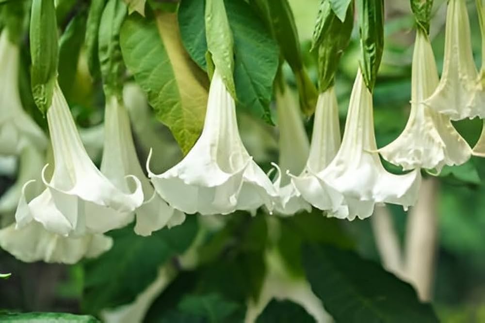 Premium Engelstrompete Flower seeds for Planting Drought Tolerant, Heirloom & GMO Free Seeds for Home Garden seeds