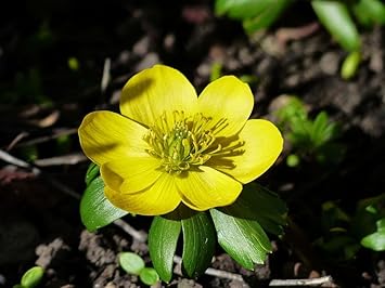 Fresh Winterling Flower seeds for Planting Fragrant Blossoms, Heirloom & GMO Free Seeds for Home Garden seeds for planting