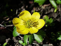 Fresh Winterling Flower seeds for Planting Fragrant Blossoms, Heirloom & GMO Free Seeds for Home Garden seeds for planting