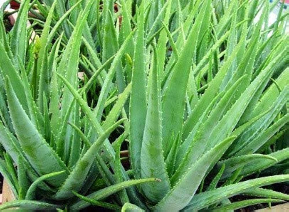 Aloe Vera Flower seeds for Planting - Premium Quality, Heirloom & GMO Free Seeds for Home Garden