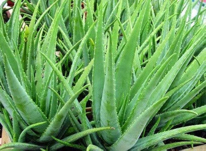 Aloe Vera Flower seeds for Planting - Premium Quality, Heirloom & GMO Free Seeds for Home Garden