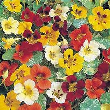 Mix Nasturtium Flower seeds for Planting Pollinator Friendly, Heirloom & GMO Free Seeds for Home Garden seeds for planting