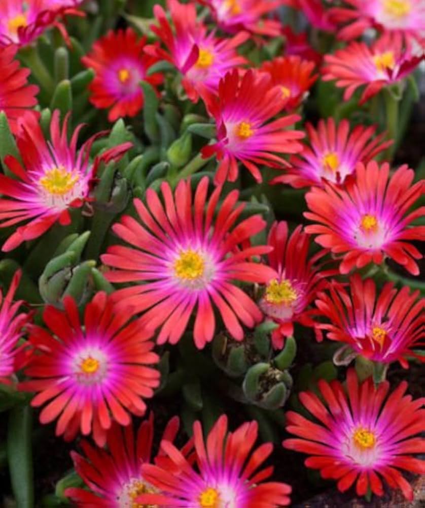 Delosperma Carmine Red Flower seeds for Planting Fragrant Blossoms Heirloom & GMO Free Seeds for Home Garden